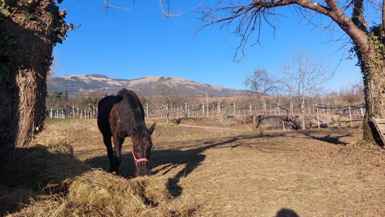 La Caneveta Al Piave ヴァルドッビアーデネ エクステリア 写真